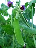 photo: You can buy Swiss Giant Snow Pea Seeds- 20+ Seeds by Ohio Heirloom Seeds online, best price $4.39 new 2024-2023 bestseller, review