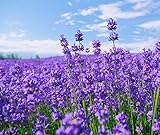 photo: You can buy French Provence Lavender,Very Fragrant Bees Lavender,Perennial winterhardy Perennial 10000 Seeds online, best price $10.65 ($0.00 / Count) new 2024-2023 bestseller, review