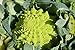 photo Graines Chou brocolis Romanesco - sachet de 400 graines - Brassica/oleracaea/Brassicaceae - Graines de style 2024-2023