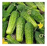 photo: You can buy David's Garden Seeds Cucumber Pickling Boston 3399 (Green) 50 Non-GMO, Heirloom Seeds online, best price $2.95 ($0.06 / Count) new 2024-2023 bestseller, review
