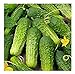 photo David's Garden Seeds Cucumber Pickling Boston 3399 (Green) 50 Non-GMO, Heirloom Seeds 2024-2023