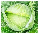 photo: You can buy 250 Golden Acre Cabbage Seeds | Non-GMO | Fresh Garden Seeds online, best price $6.95 new 2024-2023 bestseller, review
