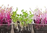 foto: comprar Semillas de germinación - rábano negro - 850 semillas on-line, mejor precio 18,00 € nuevo 2024-2023 éxito de ventas, revisión