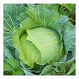 photo: You can buy David's Garden Seeds Cabbage Early Jersey Wakefield 6632 (Green) 50 Non-GMO, Heirloom Seeds online, best price $4.45 new 2024-2023 bestseller, review