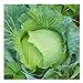 photo David's Garden Seeds Cabbage Early Jersey Wakefield 6632 (Green) 50 Non-GMO, Heirloom Seeds 2024-2023