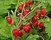 photo NIKA SEEDS - Fruit Alpine Giant Strawberry Regina Red - 100 Seeds 2024-2023