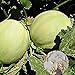 foto Semilla de fruta fresca con 500pcs Semillas de melón dulce Fácil cultivar deliciosa fruta jugosa Planta de jardín para plantar jardín Patio Home Paisajismo 2024-2023