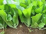 photo: You can buy 500 Indian Mustard Greens (GAI Choy, GAI Choi) Cabbage Seeds online, best price $7.99 ($0.02 / Count) new 2024-2023 bestseller, review