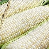 photo: You can buy Silver Queen Corn- 50+ Seeds- Ohio Heirloom Seeds online, best price $4.99 new 2024-2023 bestseller, review