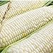 photo Silver Queen Corn- 50+ Seeds- Ohio Heirloom Seeds 2022-2021