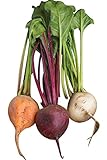 photo: You can buy Burpee Three Color Blend Beet Seeds 200 seeds online, best price $8.63 new 2024-2023 bestseller, review