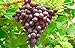 photo 1 Ruby Red Seedless Live Grape Plant - 1-2 Year Old - Pruned & Ready for Planting 2024-2023