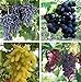 photo Natural Fruit Seeds Multi-Varieties Grape Seedsfruit Seeds 30Pcs 2024-2023