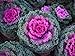 photo SeedsUP - 70+ Flowering Kale Ornamental Cabbage Fringed - Vegetable Mix 2024-2023