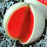 photo: You can buy Seeds4planting - Seeds Watermelon Snow White Giant Heirloom Fruits Non GMO online, best price $6.94 new 2024-2023 bestseller, review