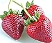 photo zellajake Fresh Delicious Strawberries 400+ Seeds (Fragaria x ananassa) 2024-2023