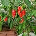 photo Ghost Pepper Seeds for Planting, Bhut Jolokia, 25 Seeds, by TKE Farms & Gardens, Instructions Included 2024-2023