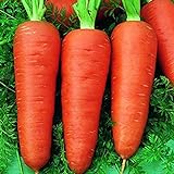 foto: jetzt Oce180anYLVUK Karottensamen, 30 Stück Beutel Karottensamen Prolifics Einfach Zu Pflanzen Gute Ernte Gartensämlinge Für Den Garten Karotte Online, bester Preis 2,23 € neu 2024-2023 Bestseller, Rezension
