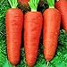 foto Oce180anYLVUK Karottensamen, 30 Stück Beutel Karottensamen Prolifics Einfach Zu Pflanzen Gute Ernte Gartensämlinge Für Den Garten Karotte 2022-2021