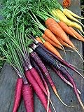 photo: You can buy Rainbow Blend Carrot Seeds, 500+ Heirloom Seeds, (Isla's Garden Seeds), 85% Germination Rate, Non GMO Seeds, Botanical Name: Daucus carota online, best price $6.75 ($0.01 / Count) new 2024-2023 bestseller, review