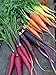 photo Rainbow Blend Carrot Seeds, 500+ Heirloom Seeds, (Isla's Garden Seeds), 85% Germination Rate, Non GMO Seeds, Botanical Name: Daucus carota 2024-2023