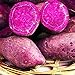 foto 50 teile/beutel Süßkartoffel samen hohe Keimrate leicht zu wachsen hohe Überlebens fähigkeit, erfrischende lila Kartoffeln, leicht zu wachsen Garten gemüse samen Lila süße Kartoffelsamen Einhe 2022-2021