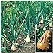photo Kelsae Sweet Giant Onions (Guinness Record) Seeds 2024-2023