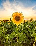 photo: You can buy Sunflower Seeds for Planting - to Plant Mammoth Sunflower Seeds - Packet of About 100 Flower Seeds! online, best price $6.99 ($0.07 / Count) new 2024-2023 bestseller, review
