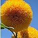 foto 15 Semillas oso de peluche de la semilla de girasol Helianthus semi enano de jardín Semillas de flor hermosa 2024-2023