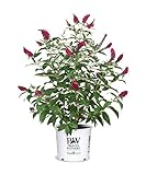 photo: You can buy Proven Winner Miss Molly Buddleia 2 Gal, Pink and Red Blooms online, best price $42.98 new 2024-2023 bestseller, review