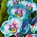 foto TOYHEART 100 Stück Premium-Blumensamen, Phalaenopsis-Samen Aromatische Cymbidium-Pflanzen Mehrjährige Orchideen-Blumensämlinge Für Das Amt Blau 2023-2022