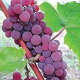 photo: You can buy HeirloomSupplySuccess TM 25 Catawba Grape Seeds online, best price $7.99 new 2024-2023 bestseller, review