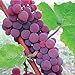 photo HeirloomSupplySuccess TM 25 Catawba Grape Seeds 2024-2023