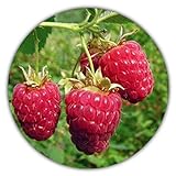 foto: jetzt Riesen Himbeere - Ca. 50 Samen - Rubus idaeus - Für Mehrjährige Pflanzen - Gesunde & Vitaminreiche Früchte Online, bester Preis 3,49 € (0,07 € / stück) neu 2024-2023 Bestseller, Rezension
