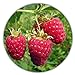 foto Riesen Himbeere - Ca. 50 Samen - Rubus idaeus - Für Mehrjährige Pflanzen - Gesunde & Vitaminreiche Früchte 2023-2022