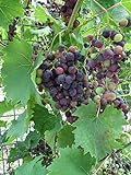 photo: You can buy Red Supply Solution Wine Grape 20 Seeds - Vitis Vinifera, Organic Fresh Seeds Non GMO, Indoor/Outdoor Seed Planting for Home Garden online, best price $11.29 ($0.56 / Count) new 2024-2023 bestseller, review