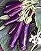 photo Eggplant , Long Purple Eggplant Seeds, Heirloom, Non GMO, 25 Seeds, Garden Seed, Long Purple, Heirloom, Non GMO, 25+Seeds, Garden Seed 2023-2022