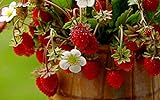 photo: You can buy KIRA SEEDS - Alpine Strawberry Regina - Everbearing Fruits for Planting - GMO Free online, best price $6.96 ($0.07 / Count) new 2024-2023 bestseller, review
