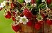 photo KIRA SEEDS - Alpine Strawberry Regina - Everbearing Fruits for Planting - GMO Free 2024-2023