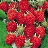 photo: You can buy Jumbo Red Raspberry Bush Seeds! SWEET! COMBINED S/H! See Our Store! online, best price $9.69 new 2024-2023 bestseller, review