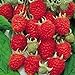 photo Jumbo Red Raspberry Bush Seeds! SWEET! COMBINED S/H! See Our Store! 2022-2021