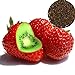 foto Frische Fruchtsamen mit 500Pcs seltene Erdbeere Kiwi Samen Süße Früchte Yard Bonsai Garten Balkon Pflanze zum Pflanzen Garten Yard Home Landschaftsbau 2022-2021