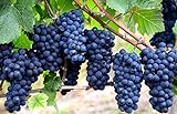 photo: You can buy Grape Seeds for Planting-50 Seeds online, best price $6.99 new 2024-2023 bestseller, review