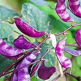 photo: You can buy Outsidepride Purple Hyacinth Bean Red Leaved Plant Vine Seed - 100 Seeds online, best price $6.49 ($0.06 / Count) new 2024-2023 bestseller, review
