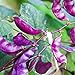 photo Outsidepride Purple Hyacinth Bean Red Leaved Plant Vine Seed - 100 Seeds 2023-2022