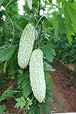 photo: You can buy MOCCUROD 15pcs White Pearl Bitter Melon Seeds Rare Vegetable Bitter Gourd Calabash online, best price $7.99 ($0.53 / Count) new 2024-2023 bestseller, review
