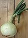 foto Gemüsezwiebel 'Globo' (Allium cepa) 100 Samen Zipolle Küchenzwiebel Speisezwiebel Bolle 2024-2023