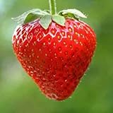 foto: jetzt Erdbeeren Ampel Erdbeeren Samen Online, bester Preis 2,70 € neu 2024-2023 Bestseller, Rezension