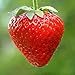foto Erdbeeren Ampel Erdbeeren Samen 2022-2021