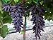 photo Dichondra 70pcs Purple Finger Grape Fruit Seeds 2024-2023